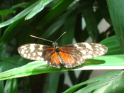 Unidentified butterfly at the Niagara Parks Butterfly Conservatory, Niagara Falls, Ontario, Canada