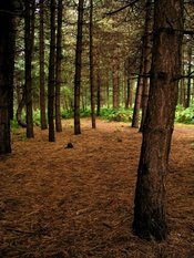 English: Normanshill Wood, Pine Trees. A plantation of Norwegian Spruce trees. Common fern or bracken grows beneath the trees, except where the woodland is dense and dark. Only pine needles and cones lie on the ground.