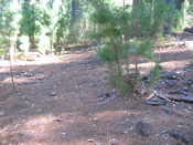 English: Pine trees at Newlands Forest. Image of the dense layer of pine needles on the ground that prevents other plant species from growing.