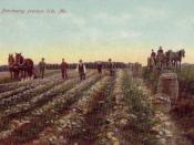 Potato harvesting in 1909