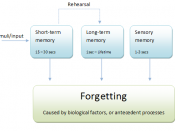 ''Note that in this diagram, sensory memory is detached from either form of memory, and represents its development from short term and long term memory, due to its storage being used primarily on a 