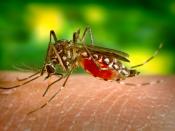 English: The yellow fever mosquito Aedes aegypti, taking a bloodmeal. Deutsch: Die Gelbfiebermücke Aedes aegypti bei der Blutmahlzeit.