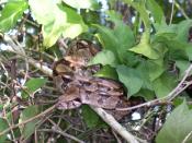 A Boa constrictor in Belize