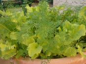 Dill with Black Seeded Simpson Lettuce sowed 1/11.
