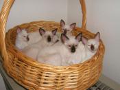 Modern Siamese Kittens