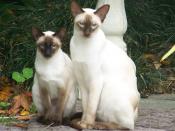 Two siamese cats