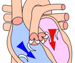 Heart during ventricular diastole.