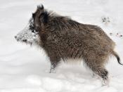 Snowi, a young wild boar (Sus scrofa) in the Wisentgehege Springe game park near Springe, Hanover, Germany
