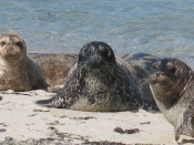 Harbor seals at La Jolla, CA