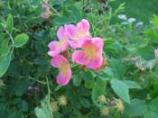Rosa arkansana, the Wild Prairie Rose. In flower bed outside the Department of Biology, University of North Dakota.