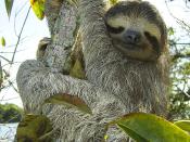 Three-toed-sloth (Bradypus variegatus), Lake Gatun, Republic of Panama. Français : Paresseux à gorge brune (Bradypus variegatus), Lac Gatun, République de Panama.