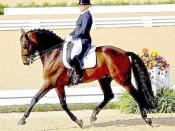 Edited photograph of a horseback rider using English style riding and tack in a dressage competition qualification
