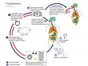 Life cycle of T. solium. Click the image to see it full-size