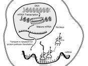 Description: The interaction of mRNA in a cell. Source: http://www.genome.gov/Pages/Hyperion/DIR/VIP/Glossary/Illustration/mrna.shtml (file) License: 