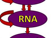 Illustration of the central dogma of biology: information transfer between DNA, RNA, and protein