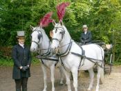 English: Wedding Carriage Lisa and Sean with Italian horses Csilliam(L)and Janco waiting patiently for bride and groom Michelle and Richard who were being married at the parish church of St Mary, Orchardleigh.
