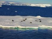English: Antarctic fur seals resting on an iceberg. Picture taken on route to Seymour Island, Antarctica.