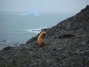Leucistic Antarctic Fur Seal in the South Orkney Islands