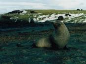 Male Antarctic fur seal on the Kerguelen Islands