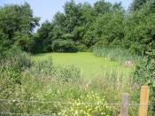 English: A duckweed covered pond near the River Stour