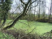 English: Pond covered with Duckweed, near Westcroft, Staffordshire I have seen many pools in recent weeks, but this is the first one with ANY duckweed, let alone a 100% covering - and this early in the year. Has nutrient contamination caused this here?