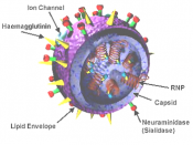 3D model of an influenza virus.