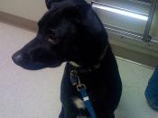 Boone at the vet