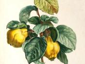 Painting of quince fruit and foliage