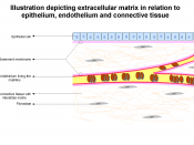 Schema de la Matrice Extracellulaire