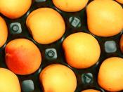 English: In the United States, Castlebrite is the best-selling apricot in fresh-market sales.