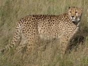English: Uncurable (injured from a trap) cheetah from Africat Foundation, Namibia