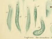 English: Euglena, as depicted in Felis Dujardin's Histoire Naturelle des Zoophytes (1841)