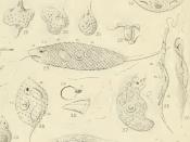 English: Euglena from William Saville-Kent's Manual of Infusoria