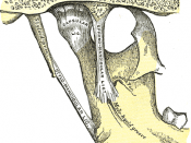 Articulation of the mandible. Medial aspect.