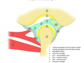 English: Normal anatomy of the Temporomandibular joint