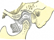 Sagittal section of the articulation of the mandible.