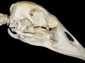 Skull of a domestic goose. primary temporomandibular_joint: 1 Quadratum 2 Articulare