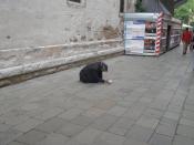 English: Beggar in Venis, May 2008
