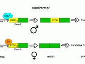 Alternative splicing of the Drosophila Transformer gene product.