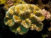 English: Meandrina meandrites (Maze Coral) Français: Corail (Meandrina meandrites)