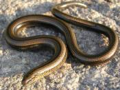 Lizards have evolved limbless forms on a number of occasions. The legless lizard shown above is known as a slowworm (Anguis fragilis).