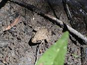 Northern Cricket Frog, Acris crepitans from Austin, Texas
