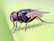 English: A housefly Musca domestica in Dar es salaam, Tanzania